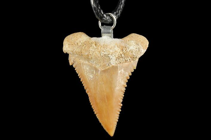 Fossil Shark (Palaeocarcharodon) Tooth Necklace -Morocco #110237